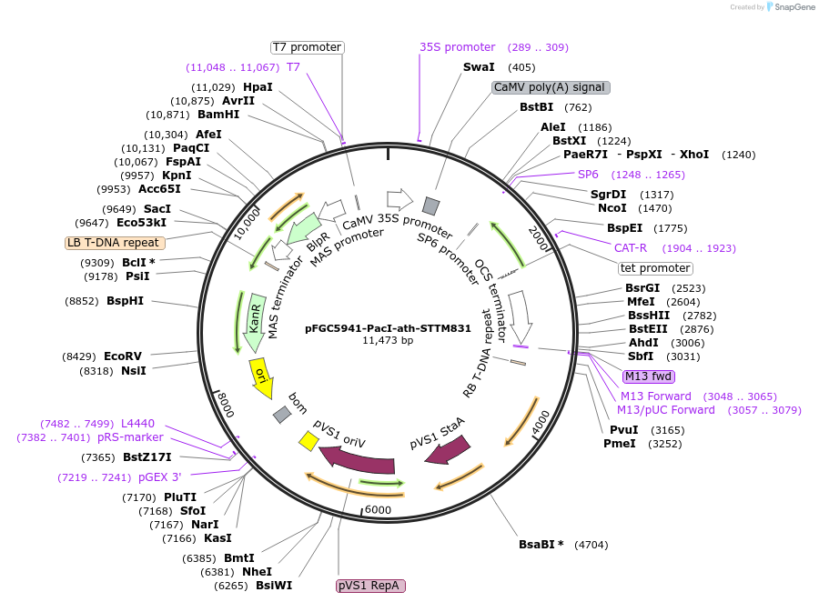 84161-plasmid-map-sequence-id-167521
