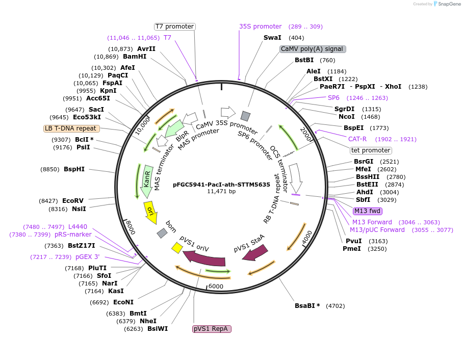 84193-plasmid-map-sequence-id-167523