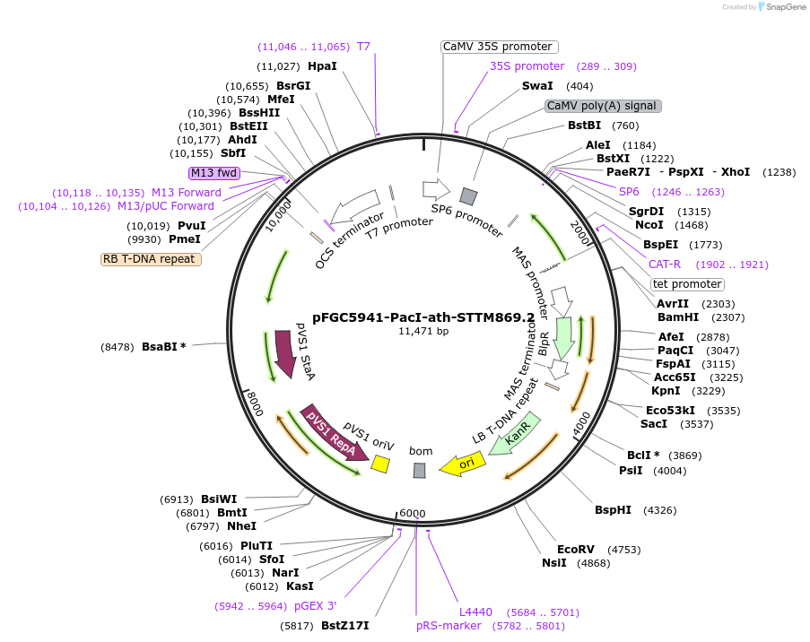 84191-plasmid-map-sequence-id-167525