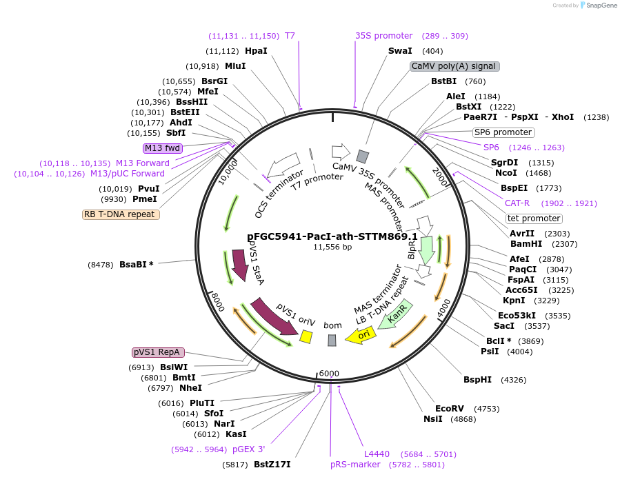 84190-plasmid-map-sequence-id-167527