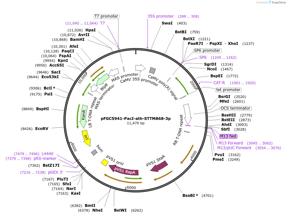 84189-plasmid-map-sequence-id-167533