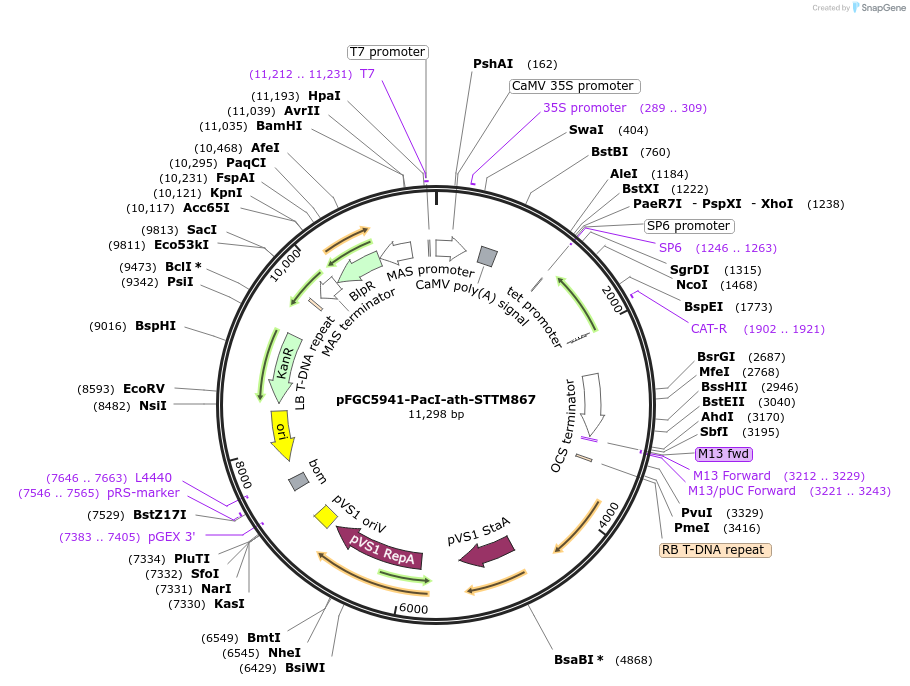 84188-plasmid-map-sequence-id-167534