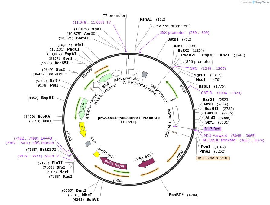 84187-plasmid-map-sequence-id-167535