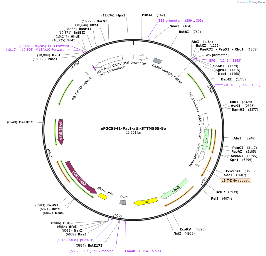 84186-plasmid-map-sequence-id-167536