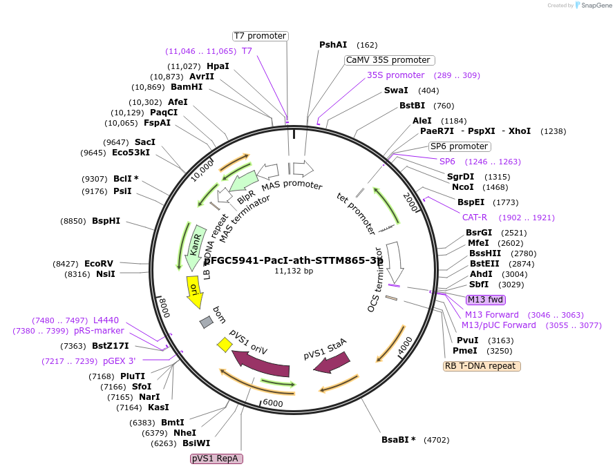 84185-plasmid-map-sequence-id-167537