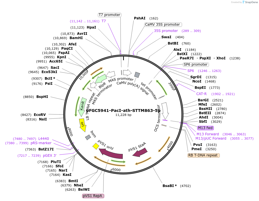 84183-plasmid-map-sequence-id-167538