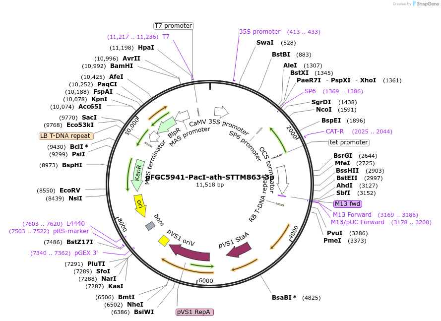 84182-plasmid-map-sequence-id-167539