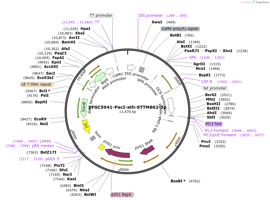84181-plasmid-map-sequence-id-167540