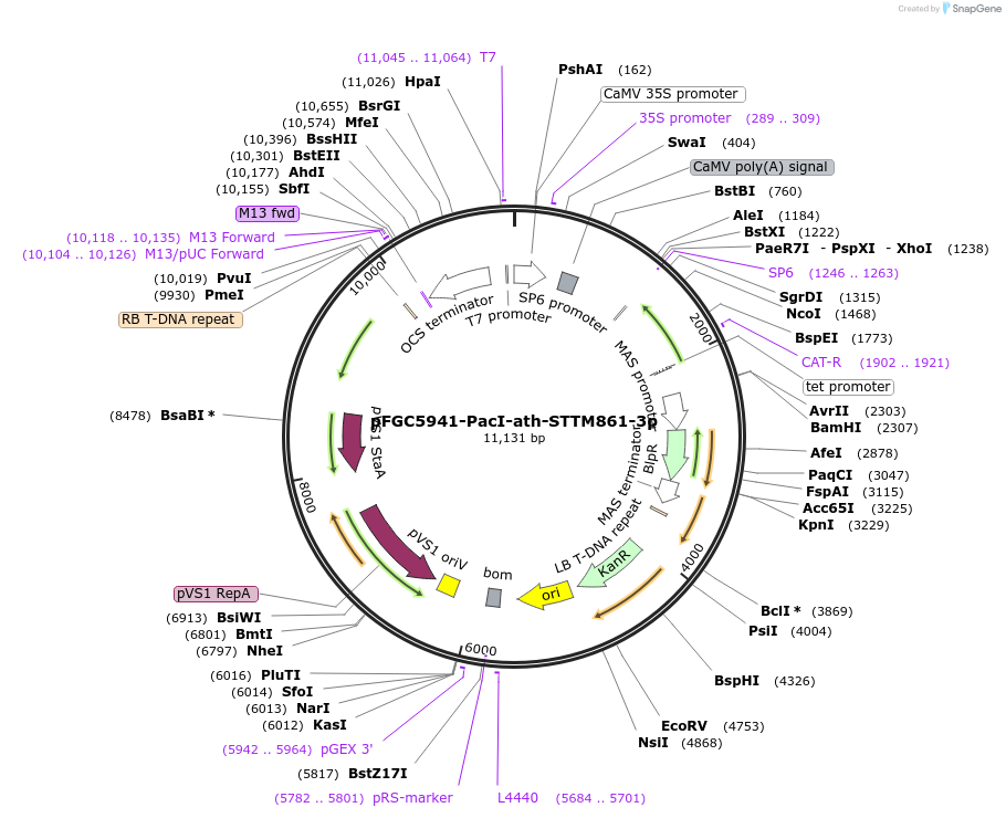 84180-plasmid-map-sequence-id-167542