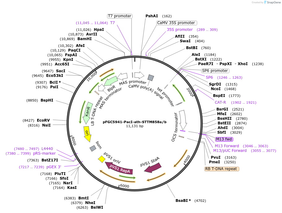 84177-plasmid-map-sequence-id-167552