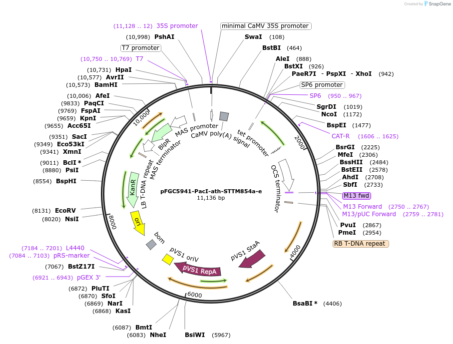 84174-plasmid-map-sequence-id-167558