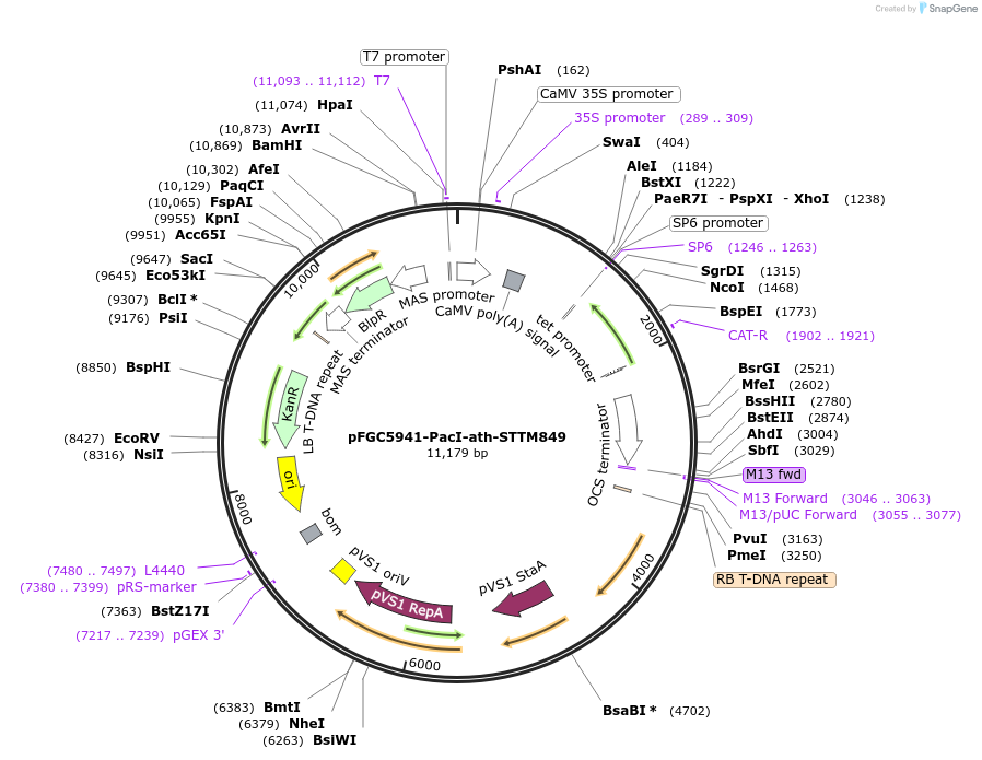 84173-plasmid-map-sequence-id-167559