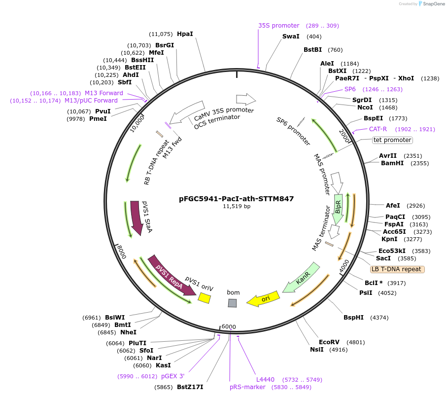 84172-plasmid-map-sequence-id-167560
