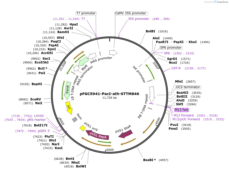 84171-plasmid-map-sequence-id-167563