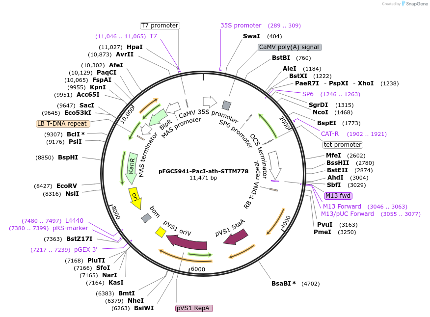84144-plasmid-map-sequence-id-167572
