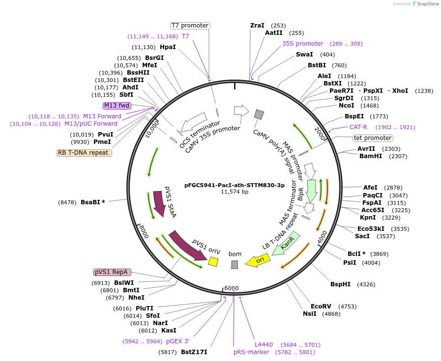 84159-plasmid-map-sequence-id-167576