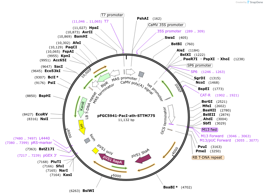 84142-plasmid-map-sequence-id-167582