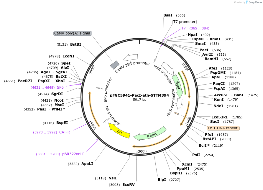 84120-plasmid-map-sequence-id-167586