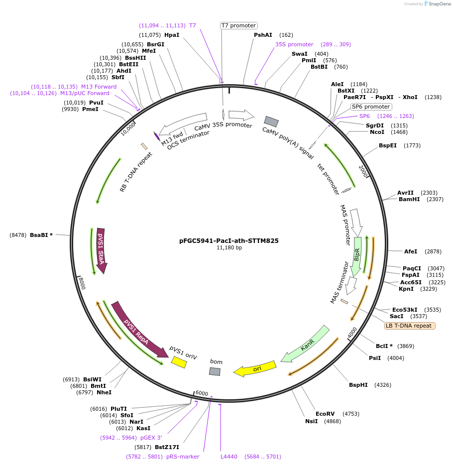 84154-plasmid-map-sequence-id-167588