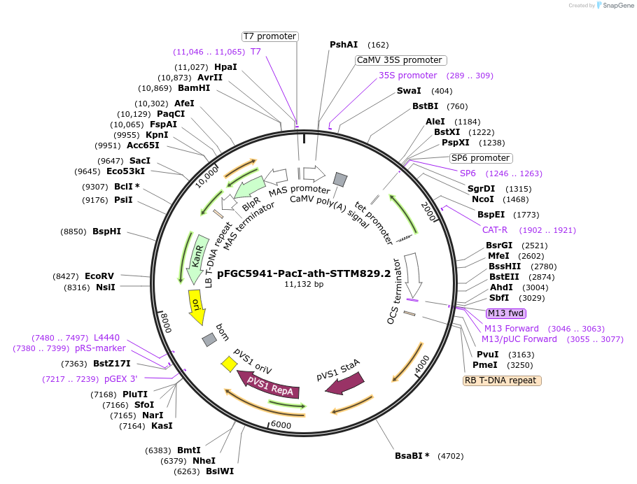 84158-plasmid-map-sequence-id-167590