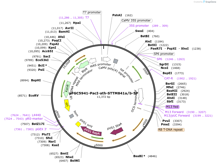 84167-plasmid-map-sequence-id-167592