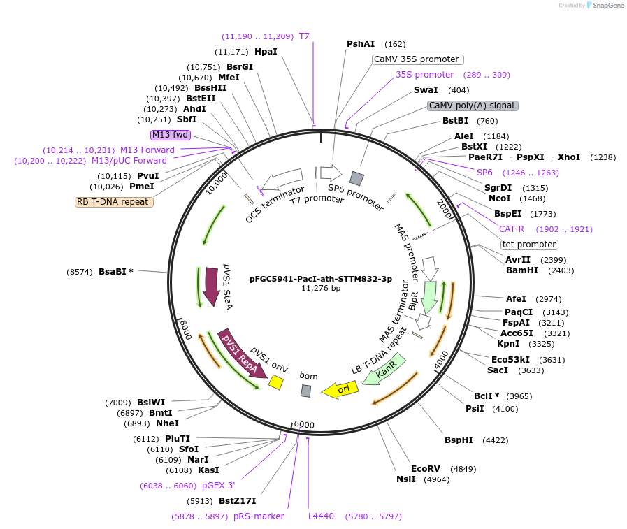 84162-plasmid-map-sequence-id-167593