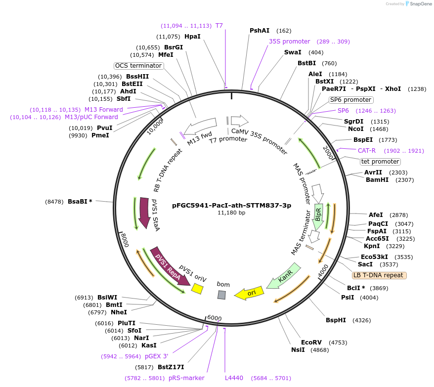 84164-plasmid-map-sequence-id-167594