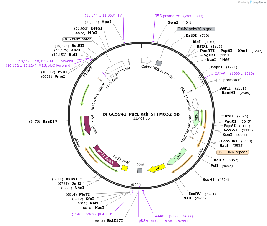84163-plasmid-map-sequence-id-167598