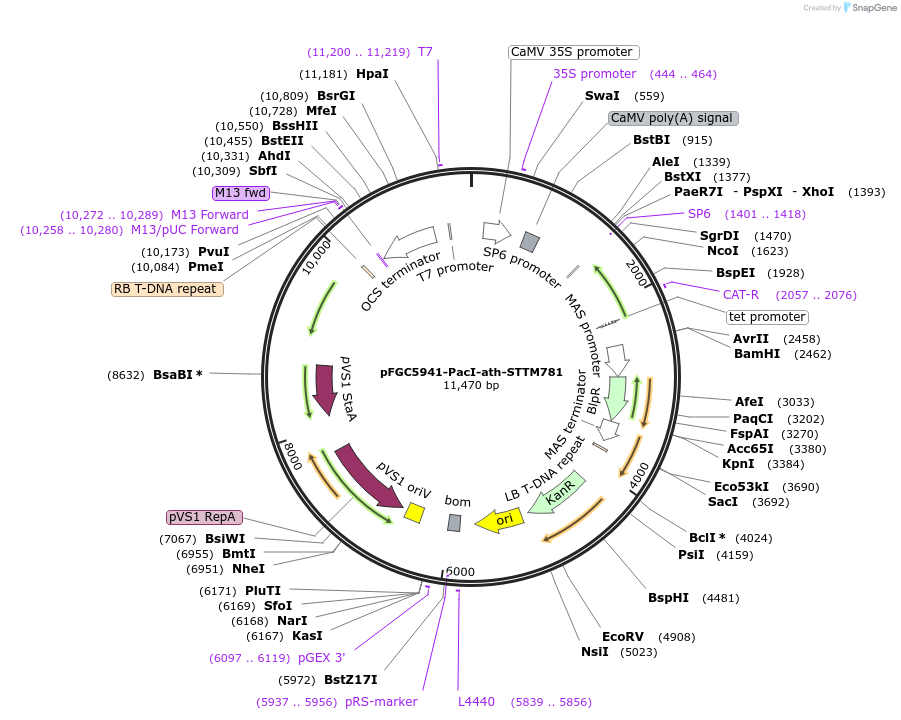 84148-plasmid-map-sequence-id-167601