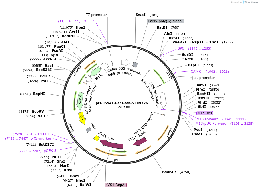84143-plasmid-map-sequence-id-167603