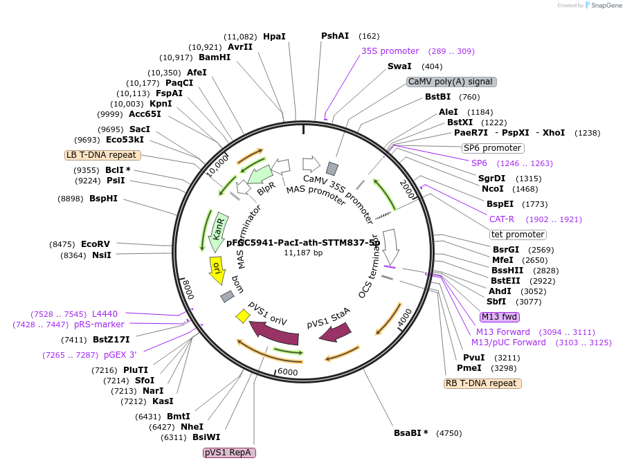 84165-plasmid-map-sequence-id-167604