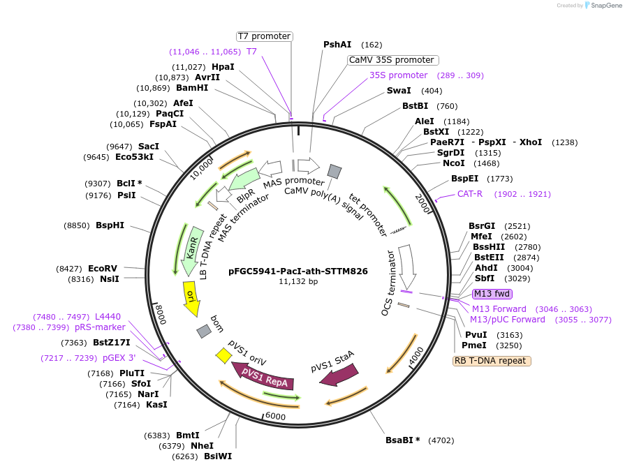 84155-plasmid-map-sequence-id-167608