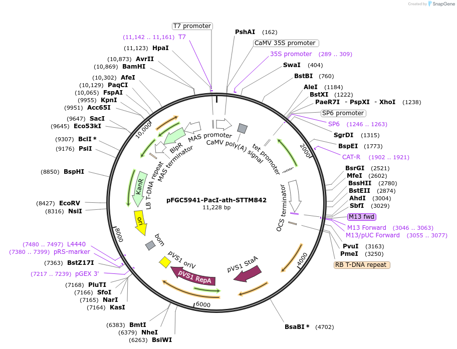 84168-plasmid-map-sequence-id-167610