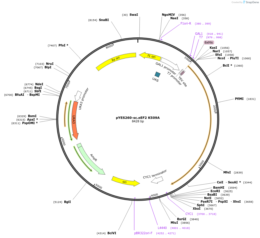 85120-plasmid-map-sequence-id-167611