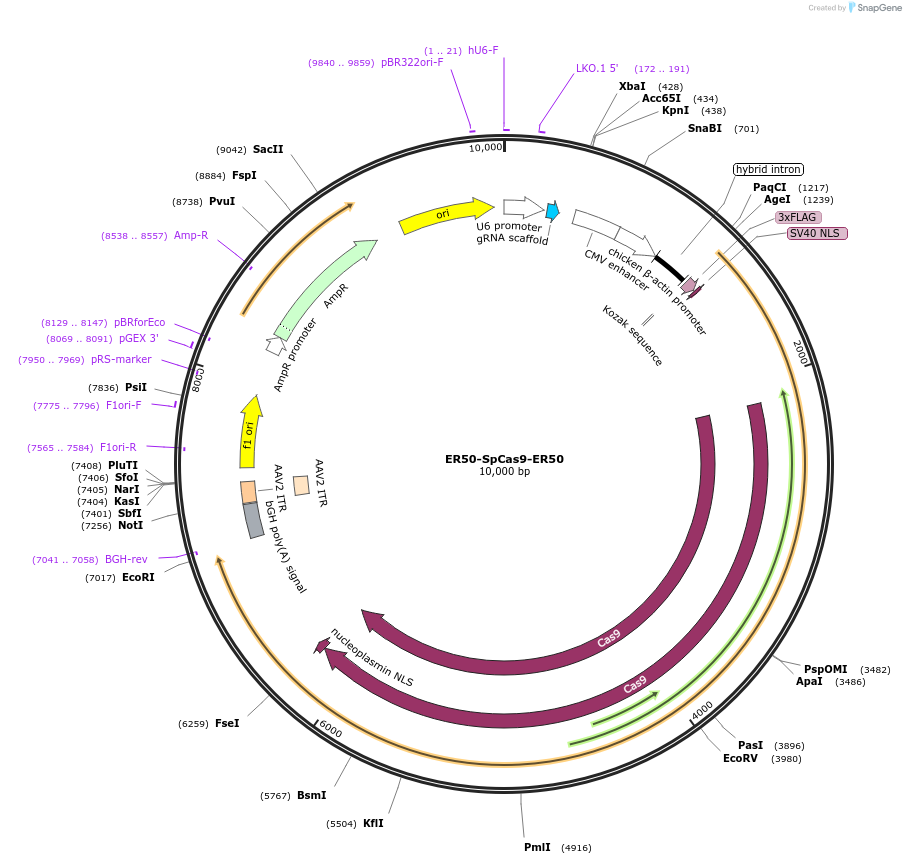 85448-plasmid-map-sequence-id-167645