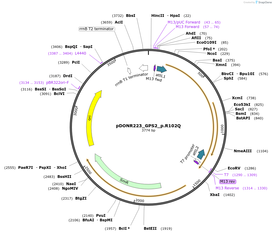 81349-plasmid-map-sequence-id-167646