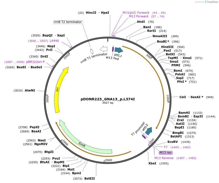 81350-plasmid-map-sequence-id-167647