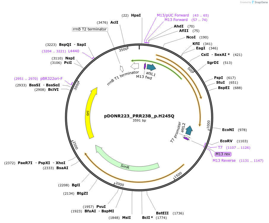 81351-plasmid-map-sequence-id-167649
