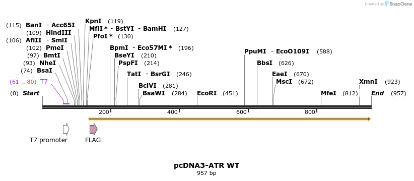 167653_map