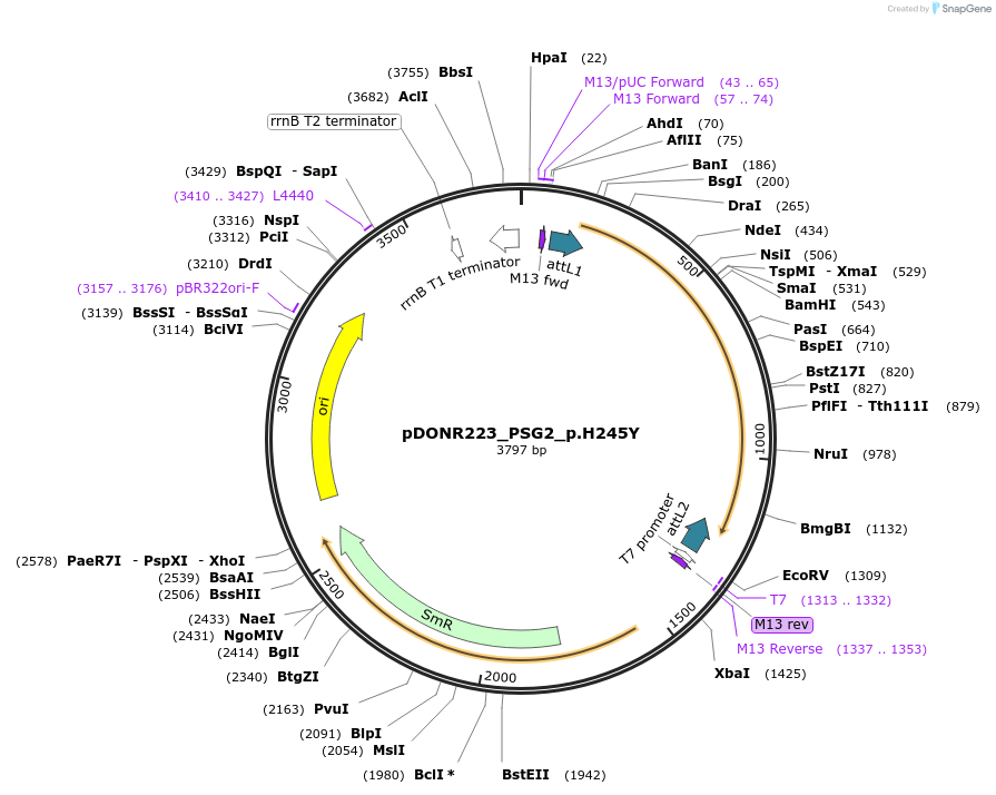 81354-plasmid-map-sequence-id-167660