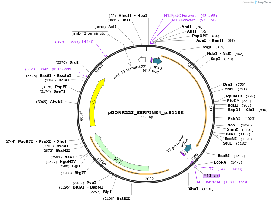 81390-plasmid-map-sequence-id-167673