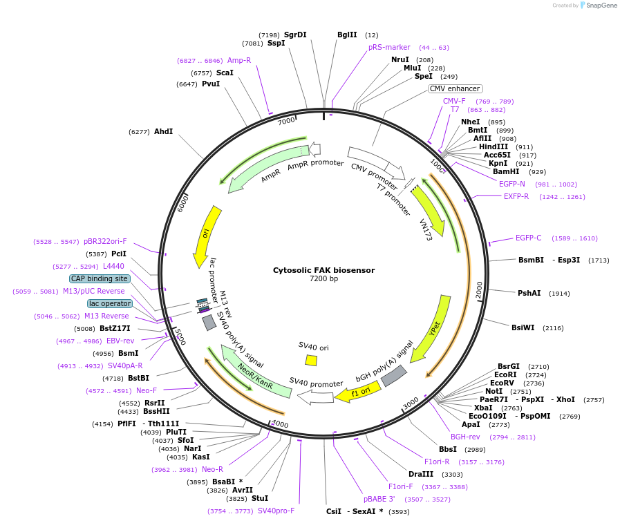 78300-plasmid-map-sequence-id-167704
