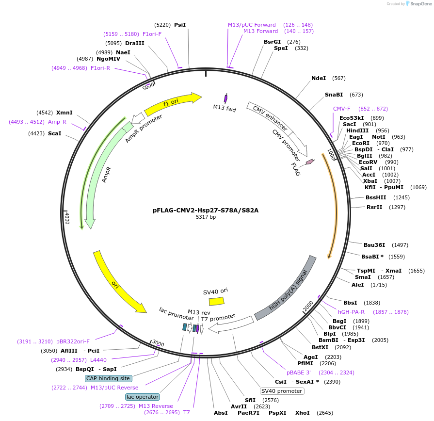 84996-plasmid-map-sequence-id-167724