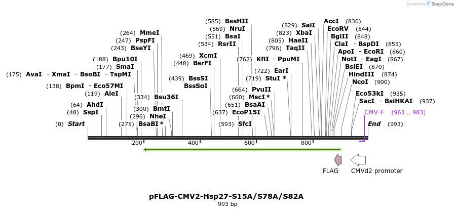 167731_map