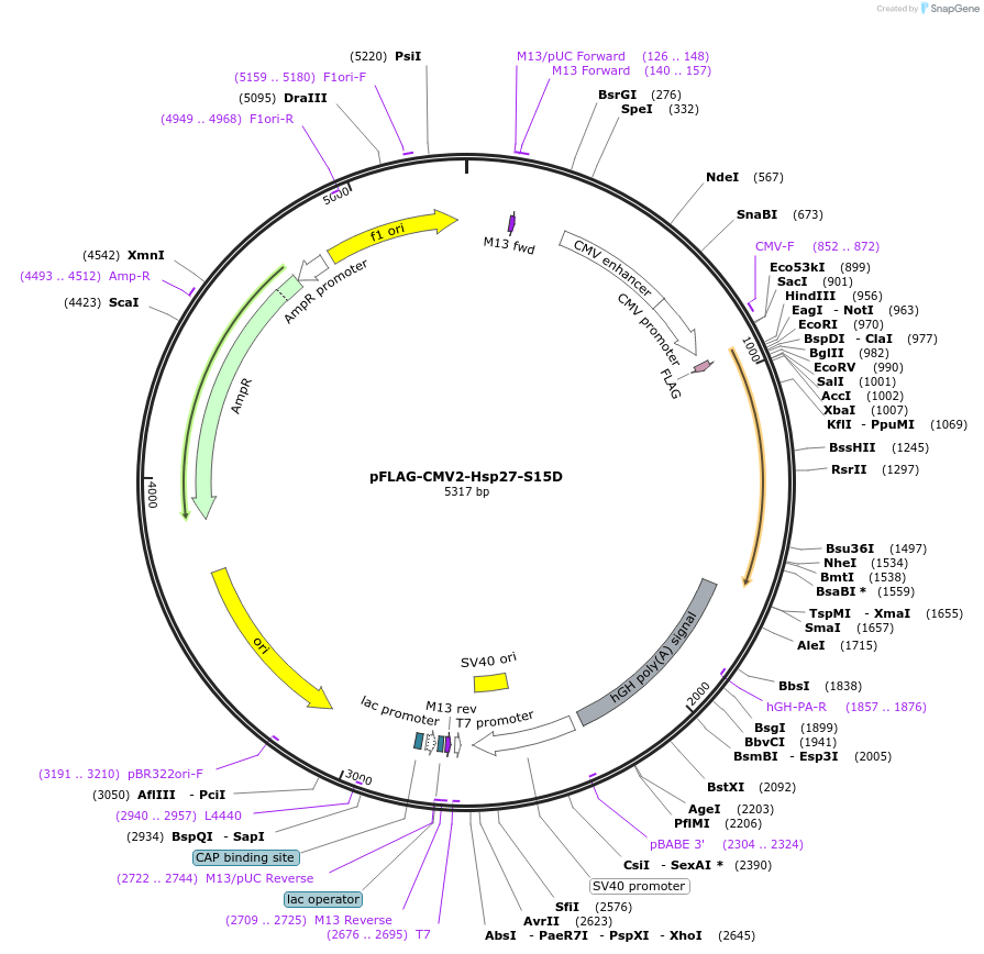 85182-plasmid-map-sequence-id-167750