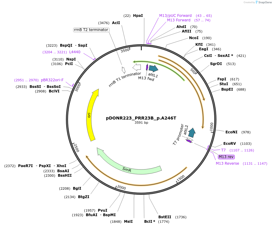 81359-plasmid-map-sequence-id-167770