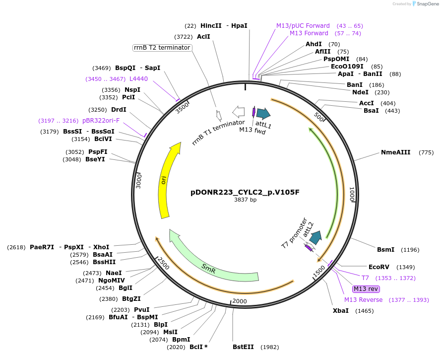 81392-plasmid-map-sequence-id-167776