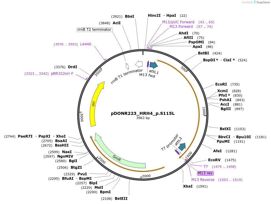 81398-plasmid-map-sequence-id-167778