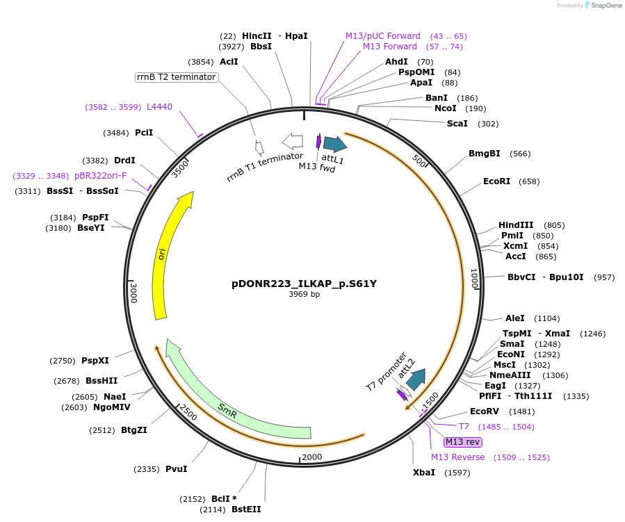 81376-plasmid-map-sequence-id-167799