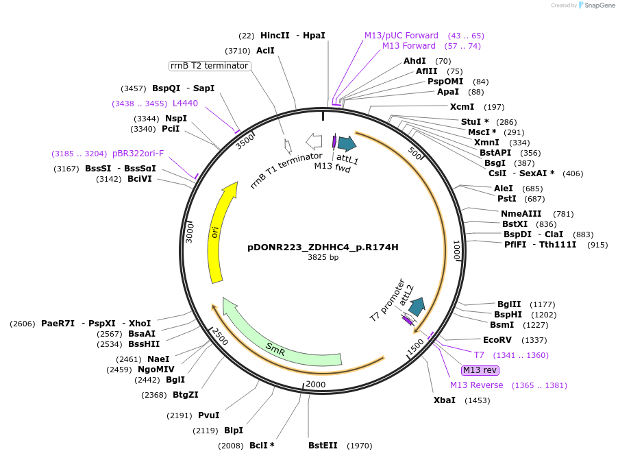 81378-plasmid-map-sequence-id-167827